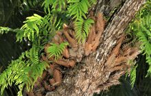 Galeria zdjęć z wyprawy Papua Zachodnia