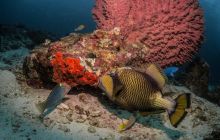 Galeria z Wyjazdu do Tajlandii 2019 turnus I