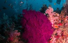 Galeria z Wyjazdu do Tajlandii 2019 turnus I