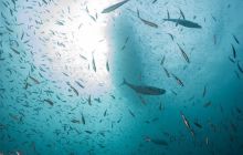 Galeria z Wyjazdu do Tajlandii 2019 turnus I