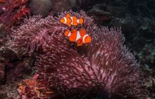 Galeria z Wyjazdu do Tajlandii 2019 turnus I