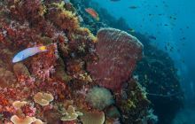 Galeria z Wyjazdu do Tajlandii 2019 turnus I