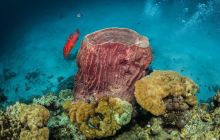 Galeria z Wyjazdu do Tajlandii 2019 turnus I