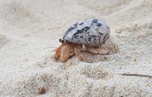 Galeria z Wyjazdu do Tajlandii 2019 turnus I