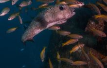 Galeria z Wyjazdu do Tajlandii 2019 turnus I