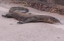 Galeria z Wyjazdu do Tajlandii 2019 turnus I