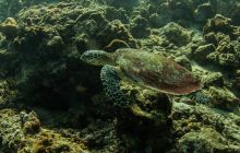 Galeria z Wyjazdu do Tajlandii 2019 turnus I