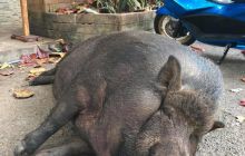 Galeria z Wyjazdu do Tajlandii 2019 turnus I