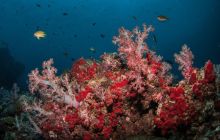 Galeria z Wyjazdu do Tajlandii 2019 turnus I