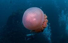 Galeria z Wyjazdu do Tajlandii 2019 turnus I