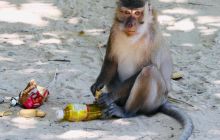 Galeria z wyjazdu do Tajlandii 2019 turnus II