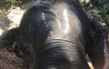 Galeria z wyjazdu do Tajlandii 2019 turnus II