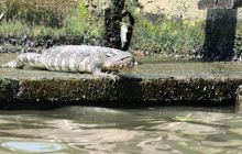 Galeria z wyjazdu do Tajlandii 2019 turnus II