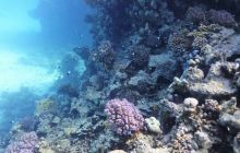 Galeria z wyjazdu do Safagi 2019