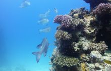 Galeria z wyjazdu do Safagi 2019