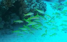 Galeria z wyjazdu do Safagi 2019