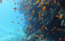 Galeria z wyjazdu do Safagi 2019