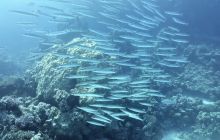 Galeria z wyjazdu do Safagi 2019