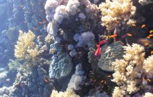 Galeria z wyjazdu do Safagi 2019