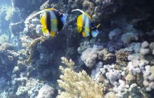 Galeria z wyjazdu do Safagi 2019