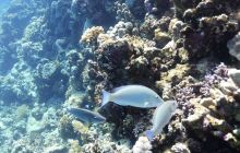 Galeria z wyjazdu do Safagi 2019