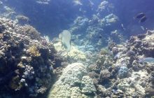 Galeria z wyjazdu do Safagi 2019