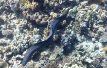 Galeria z wyjazdu do Safagi 2019