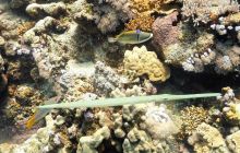 Galeria z wyjazdu do Safagi 2019