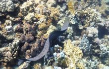 Galeria z wyjazdu do Safagi 2019