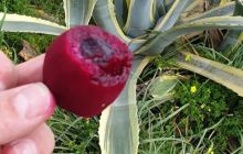 Zdjęcia z wyjazdu na Gozo - Malta