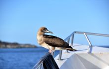 Zdjęcia z wyprawy na Socorro