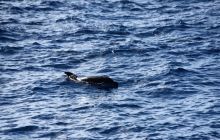 Zdjęcia z wyprawy na Socorro