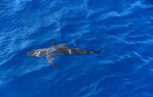 Zdjęcia z wyprawy na Socorro