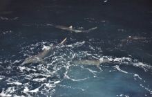 Zdjęcia z wyprawy na Socorro