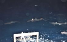 Zdjęcia z wyprawy na Socorro