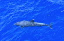 Zdjęcia z wyprawy na Socorro