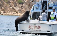 Zdjęcia z wyprawy na Socorro