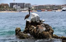 Zdjęcia z wyprawy na Socorro