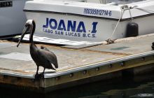 Zdjęcia z wyprawy na Socorro