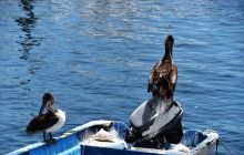 Zdjęcia z wyprawy na Socorro