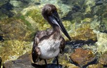 Zdjęcia z wyprawy na Socorro