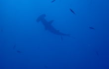 Zdjęcia z wyprawy na Socorro