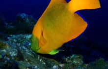 Zdjęcia z wyprawy na Socorro