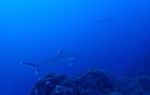 Zdjęcia z wyprawy na Socorro