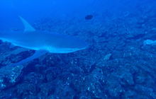 Zdjęcia z wyprawy na Socorro