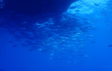 Zdjęcia z wyprawy na Socorro