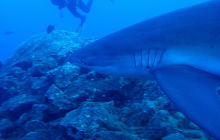 Zdjęcia z wyprawy na Socorro