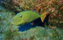 Zdjęcia z wyprawy na Socorro