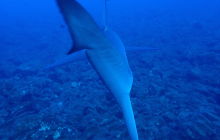 Zdjęcia z wyprawy na Socorro