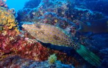 Zdjęcia z wyprawy na Socorro